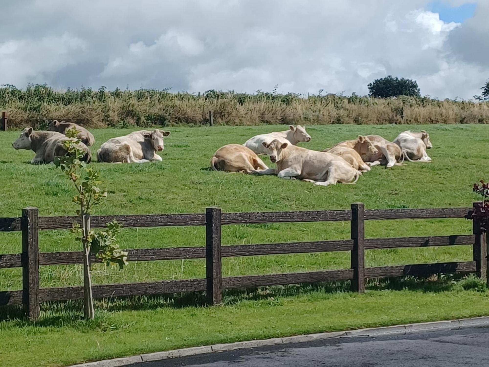 Country Haven Eircode H54 Ak31 Daire Galway Dış mekan fotoğraf